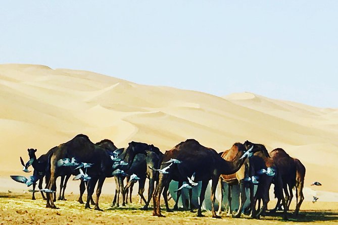 Dubai Desert Adventure Half-Day Tour - Affordable Pricing Options and Positive Reviews