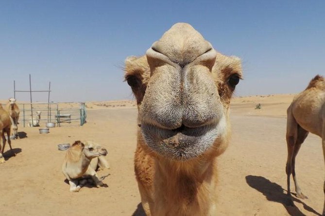 Dubai Desert Afternoon Quad Safari With Camel Ride, BBQ Dinner and Belly Dancing - Belly Dancing and Entertainment