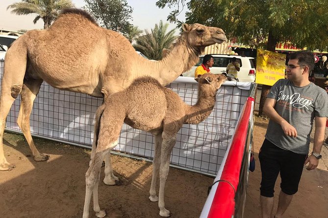 Dubai Desert Safari and 30mins Quad Bike Ride With Buffet Dinner - Menu and Food Details