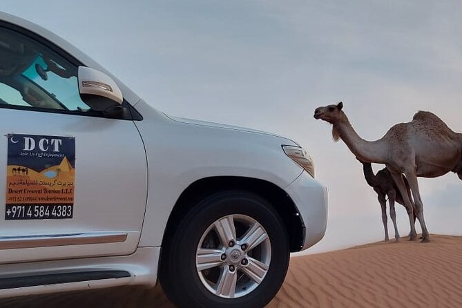 Dubai Desert Safari, Camel Ride, Sand Boarding and BBQ Dinner - Pricing and Terms