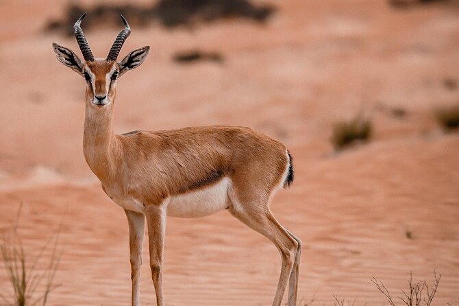 Dubai Desert Safari: Camel Ride, Sandboarding, BBQ & Soft Drinks - The Sum Up