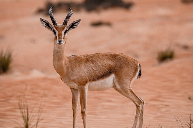 Dubai Desert Safari: Camel Ride, Sandboarding, BBQ & Spirits - Enjoy Live Entertainment and Spirits