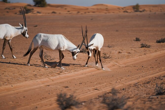 Dubai Desert Safari: Camel Ride, Sandboarding, BBQ & Spirits - Immerse Yourself in Cultural Experiences