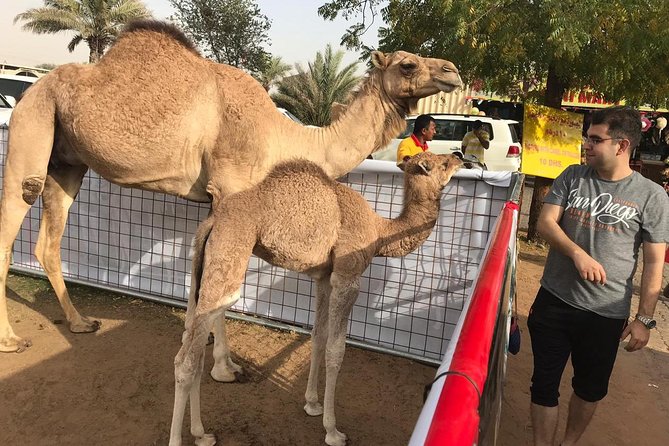 Dubai Desert Safari With BBQ Dinner, Sand Boarding, Camel Ride & 3 Live Shows - The Sum Up