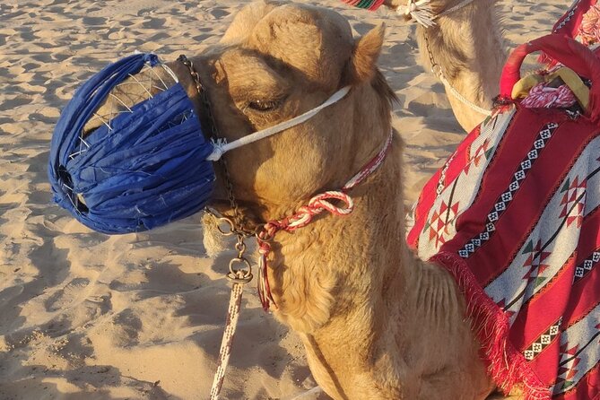 Dubai Half Day Desert Safari Tour With Quad Bike, Camel Ride & BBQ Dinner - Common Questions