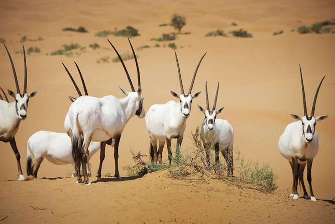 Dubai Heritage Land Rover Desert Safari With Traditional Dinner & Entertainment - What To Expect