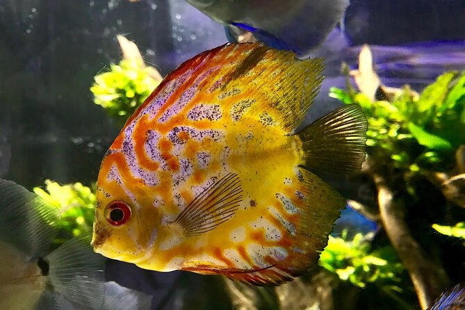Dubai Mall Aquarium and Underwater Zoo Tickets With Transfers - Start Time