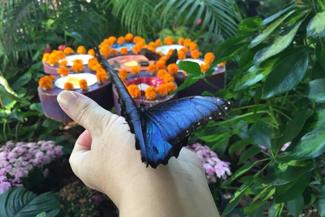 Dubai Miracle Garden Admission Ticket - Included in the Ticket