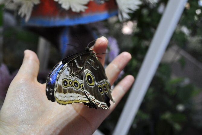 Dubai Miracle Garden Admission Ticket - The Sum Up