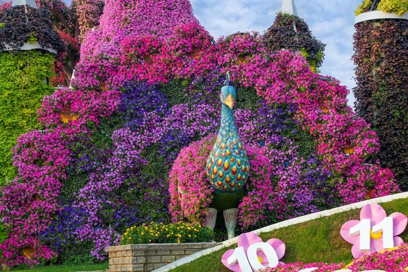 Dubai Miracle Garden Ticket - Reaching Al Barsha South