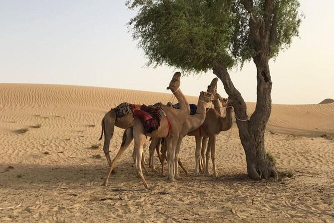 Dubai: Morning Desert Safari With Camel Ride & Sandboarding - Additional Information and Pricing