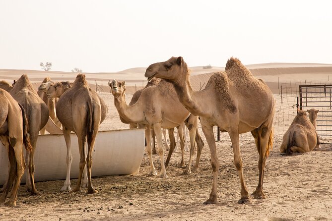 Dubai: Morning Desert Safari With Camel Ride & Sandboarding - Questions and Support