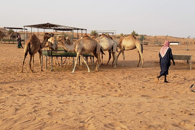 Dubai: Morning Desert Safari With Camel Ride & Sandboarding - Directions
