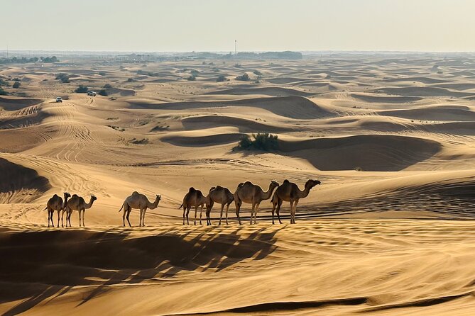 Dubai Morning Evening Desert Safari,Sand Boarding and Camel Ride - The Sum Up