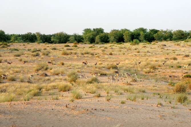 Dubai: Morning Heritage Safari by Vintage G Class & Al Marmoom Oasis - Common Questions