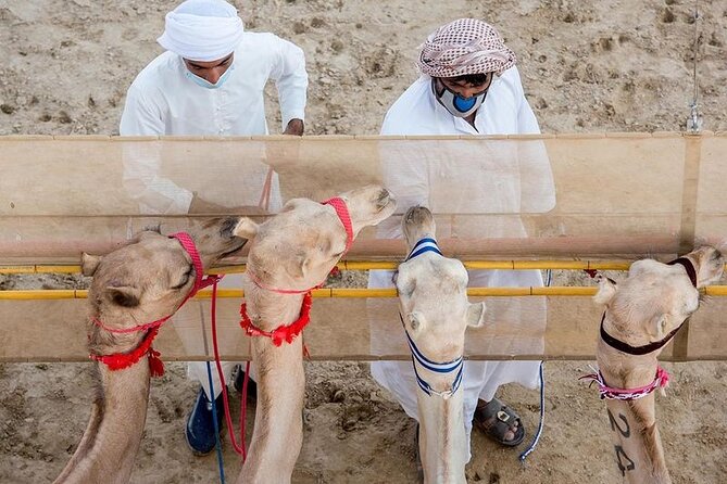 Dubai Private Full-Day Guided City Tour - The Sum Up