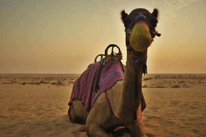 Dubai Red Dunes Safari - Exciting Red Dune Activities