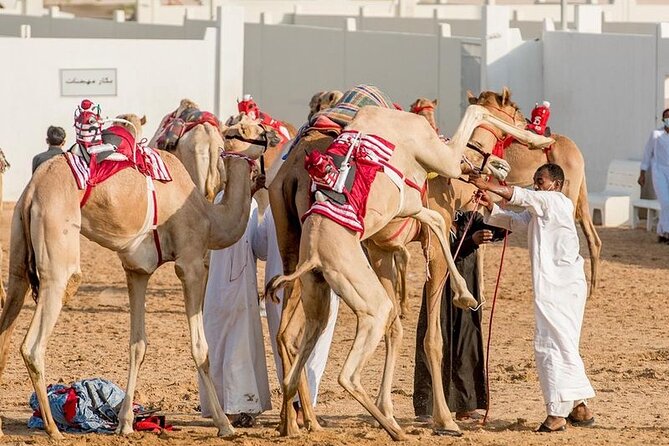 Dubai Royal Camel Race With Prime Seats & Short Camel Ride - Booking Process