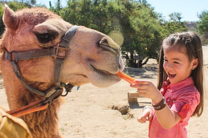 Dubai Royal Camel Race With Prime Seats & Short Camel Ride - Contact Information