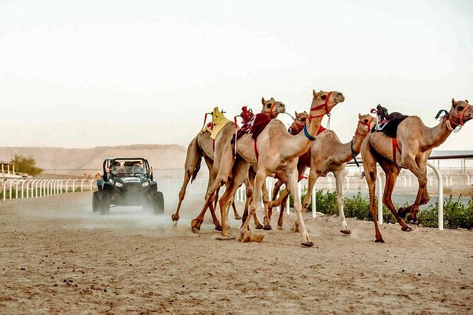 Dubai Royal Camel Race With Prime Seats & Short Camel Ride - Directions