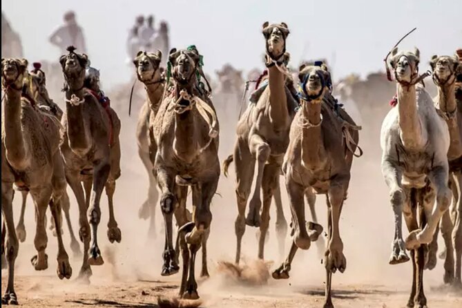 Dubai Royal Camel Race With Prime Seats & Short Camel Ride - Common Questions