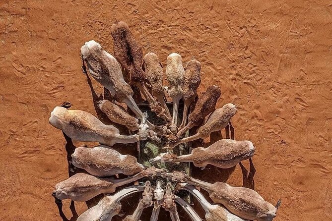 Dubai Safari, ATV , Henna Painting, BBQ Dinner - Unforgettable Memories Await