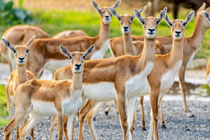 Dubai Safari Park Ticket - Cancellation Policy