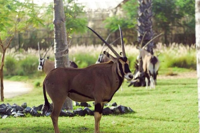 Dubai Safari Park Ticket - Reviews and Ratings