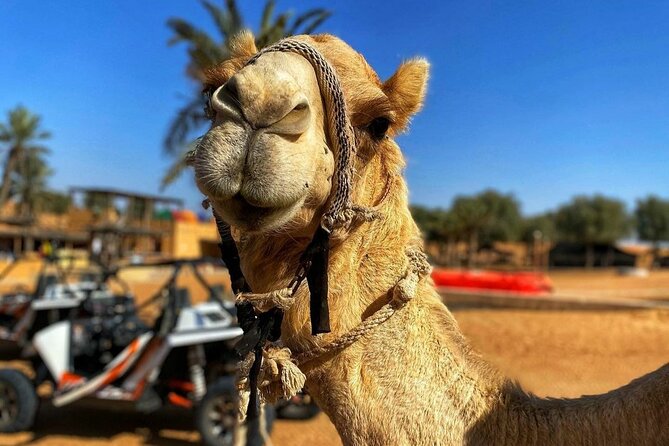 Dubai Small-Group Desert Safari With Activities - Questions and Assistance