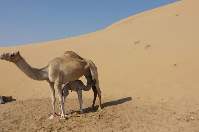 Dubai Sunrise Desert Safari - The Sum Up