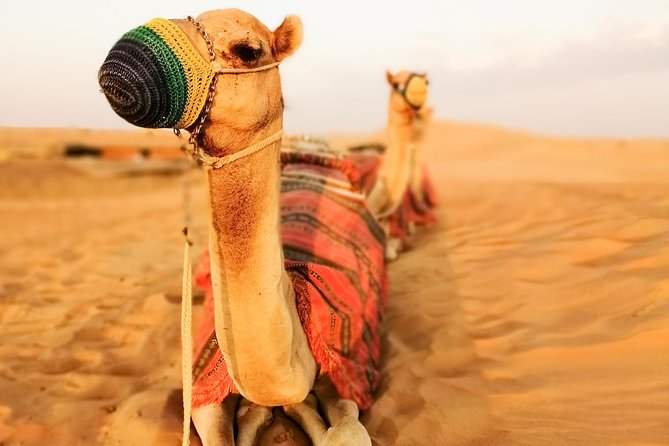 Dubai Super Saver: Desert Camp Experience by 4x4 and Dhow Dinner Cruise - Common Questions