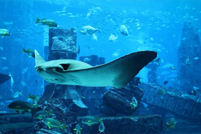 Dubai The Lost Chambers Aquarium Ticket - The Sum Up