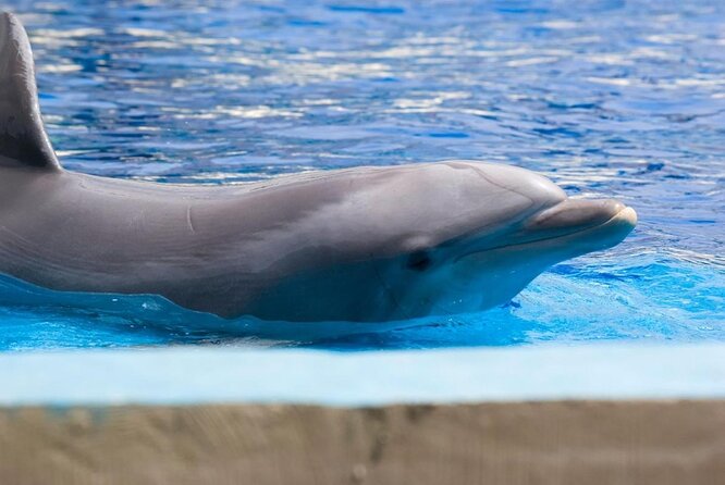 Dubai Ultimate Attractions Pass - Package Overview