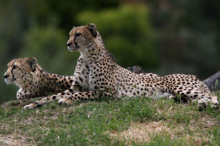 Dubbo: Taronga Western Plains Zoo 2-Day Entry Ticket - Ticket Details