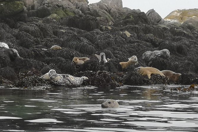 Dublin Bay Seal Kayaking Safari at Dalkey - The Sum Up