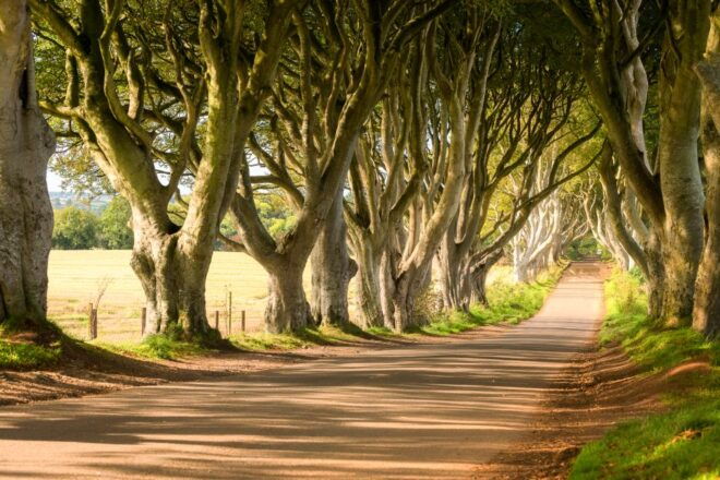 Dublin: Giants Causeway, Dark Hedges, Dunluce & Belfast Tour - Romantic Avenue of Beech Trees at Dark Hedges
