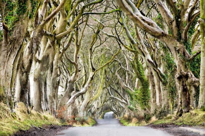 Dublin: Giants Causeway, Dark Hedges, Dunluce & Belfast Tour - Beautiful Countryside of the Glens of Antrim