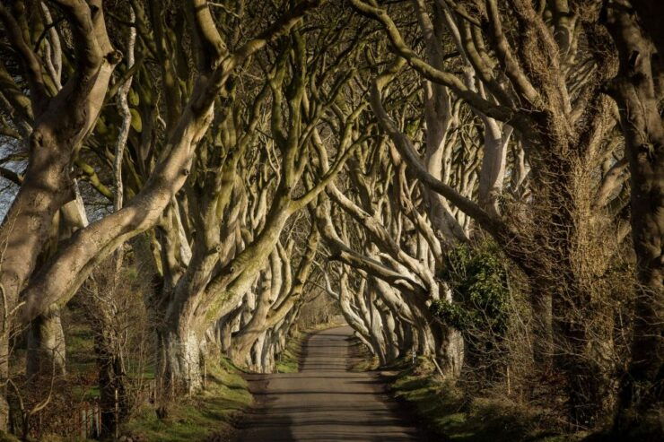 Dublin: Giant's Causeway, Dark Hedges & Titanic Guided Tour - Explore Northern Irelands Filming Locations