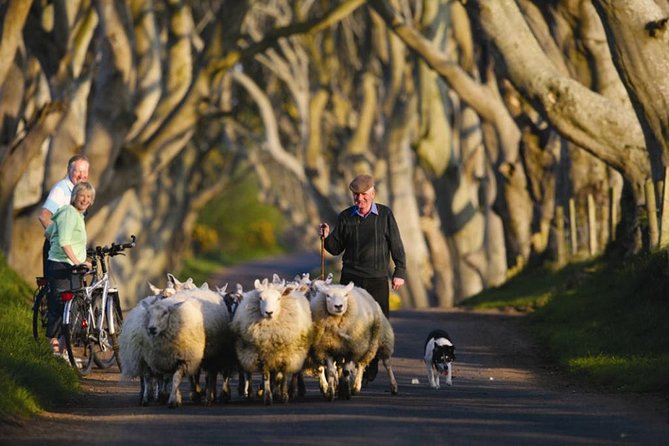 Dublin: Giants Causeway, Dunluce Castle, Dark Hedges and Belfast - Highlights of the Day