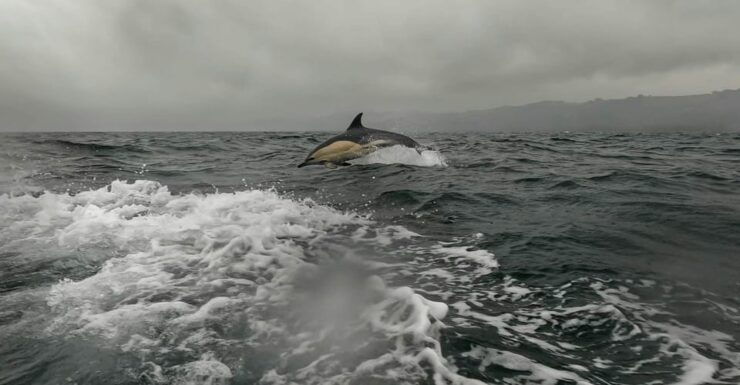 Dublin: History and Wildlife Boat Tour With Live Commentary - Encountering Playful Seals and Seabirds