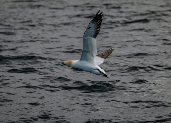 Dublin: History and Wildlife Boat Tour With Live Commentary - Scenic Views and Rich History