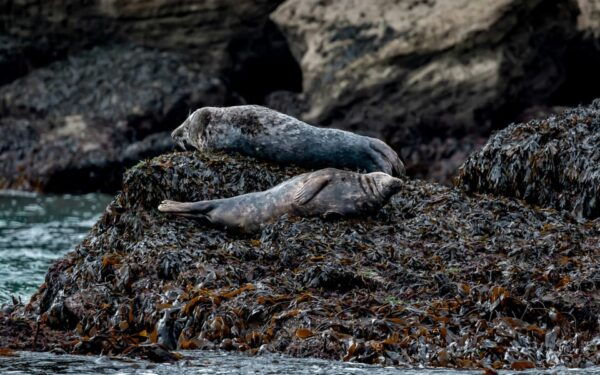 Dublin: History and Wildlife Boat Tour With Live Commentary - Timing and Rescheduling Considerations