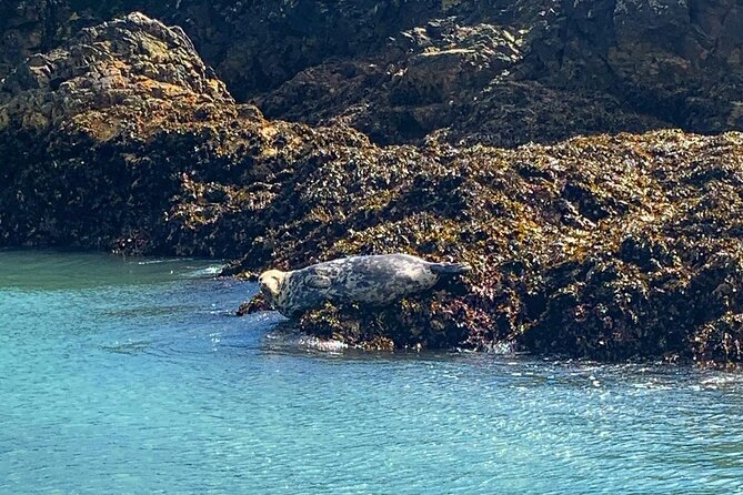 Dublin Howth Cliffs Sightseeing Cruise - Overview and Highlights