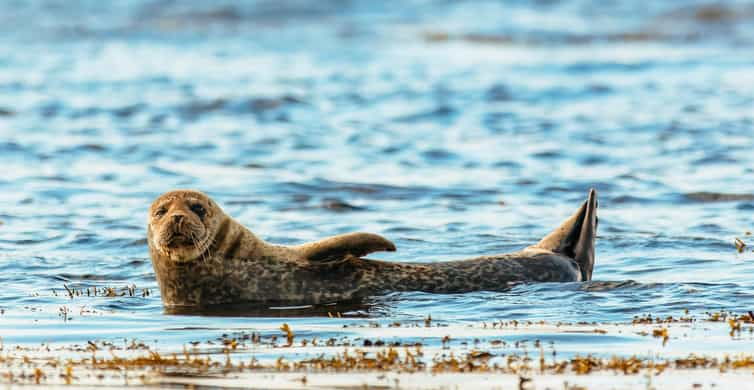 Dublin: Howth Coastal Boat Tour - Introduction