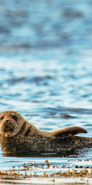 Dublin: Howth Coastal Boat Tour - Who Would Love This Tour?