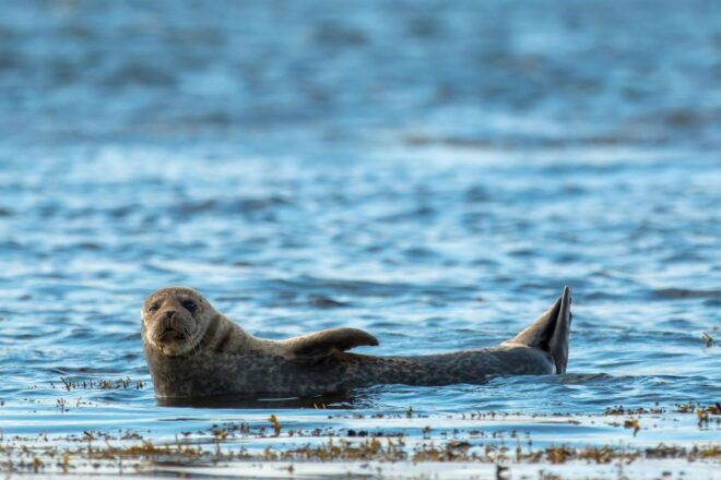 Dublin: Howth Coastal Boat Tour With Ireland's Eye Ferries - Full Description