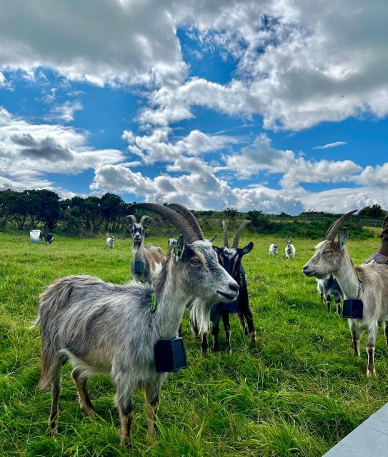 Dublin: Howth Peninsula Hiking Tour - Inclusions and Exclusions