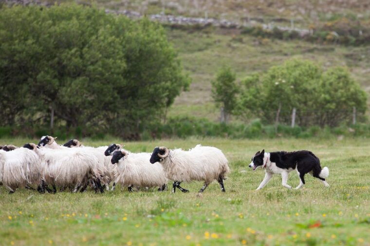 Dublin: Kilkenny, Wicklow & Glendalough Tour & Sheepdog Show - The Sum Up