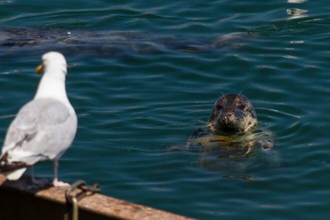 DUBLIN: Malahide Castle and Howth MULTILINGUAL Full Day Tour - Viewing Wildlife in Howth