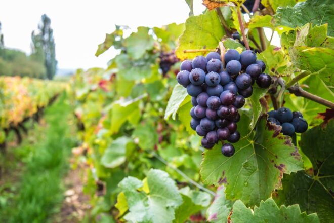 Dublin: Private Wine Tasting Tour With Wine Expert - Full Description
